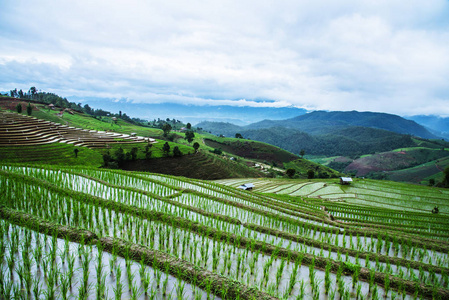 潘帕蓬坪水稻梯田旅游雨季景观图片