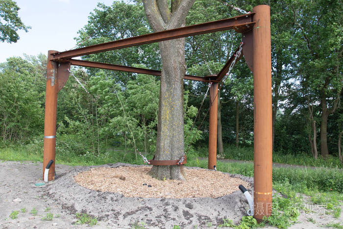 荷兰榆树移植网箱施工