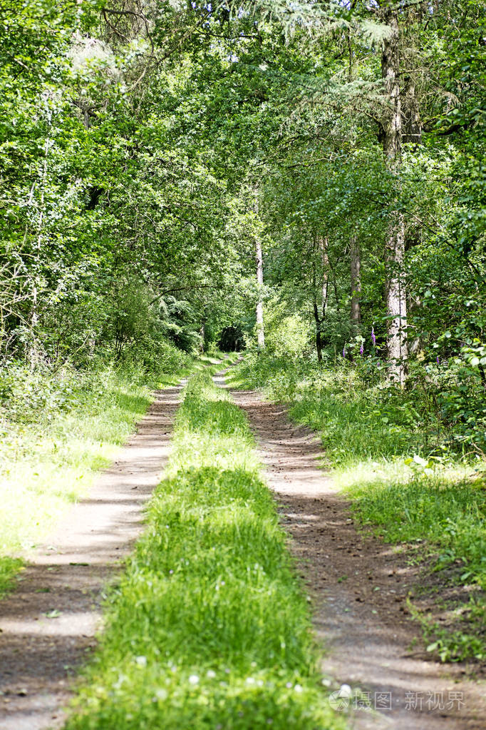 高质量野生森林背景道路