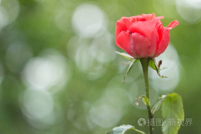 花园里粉红色的玫瑰花苞特写