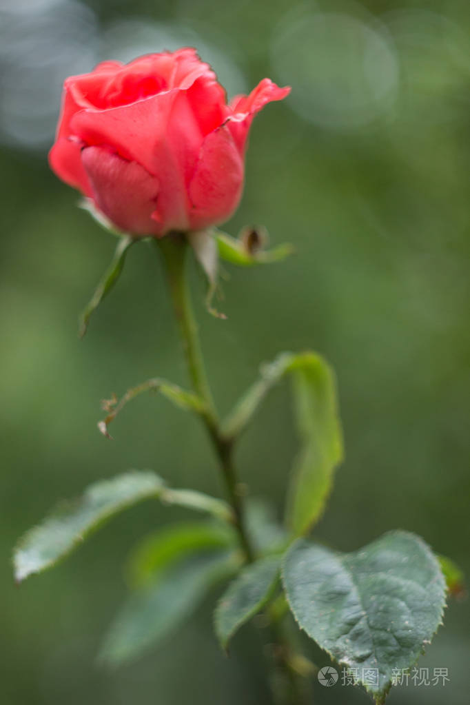 花园里粉红色的玫瑰花苞特写