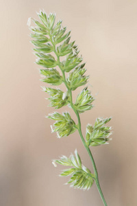 蓝色的穗状花序图片