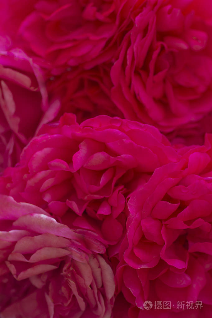 背景模糊风格柔和的粉红色玫瑰花瓣