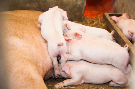 在养猪场喂奶的小猪照片