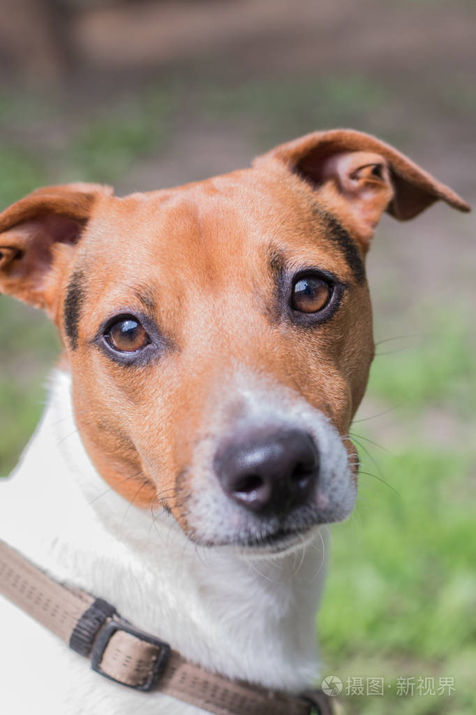 一只正在繁殖的狗杰克拉塞尔梗的肖像狗看着摄像机的样子很聪明