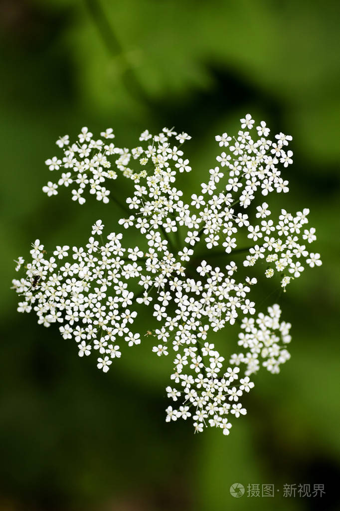 野生大花山羊草科背景优质羊草