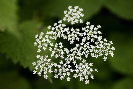 野生大花山羊草科背景优质羊草照片