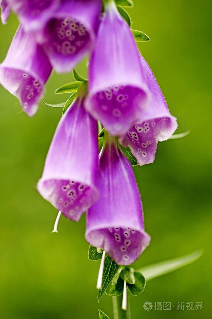 野生花卉紫花洋地黄科大背景优质