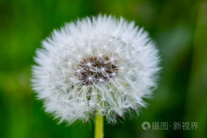 特写镜头 草地 生长 夏天 吹气球 春天 开花 美丽的 领域