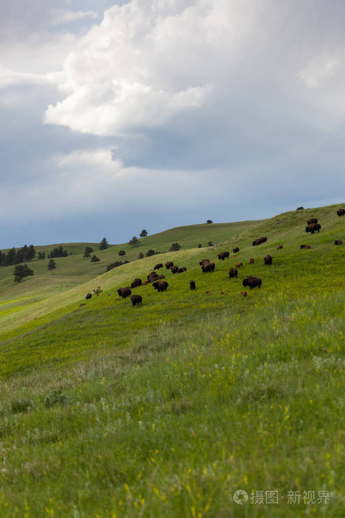 山坡上的野牛群