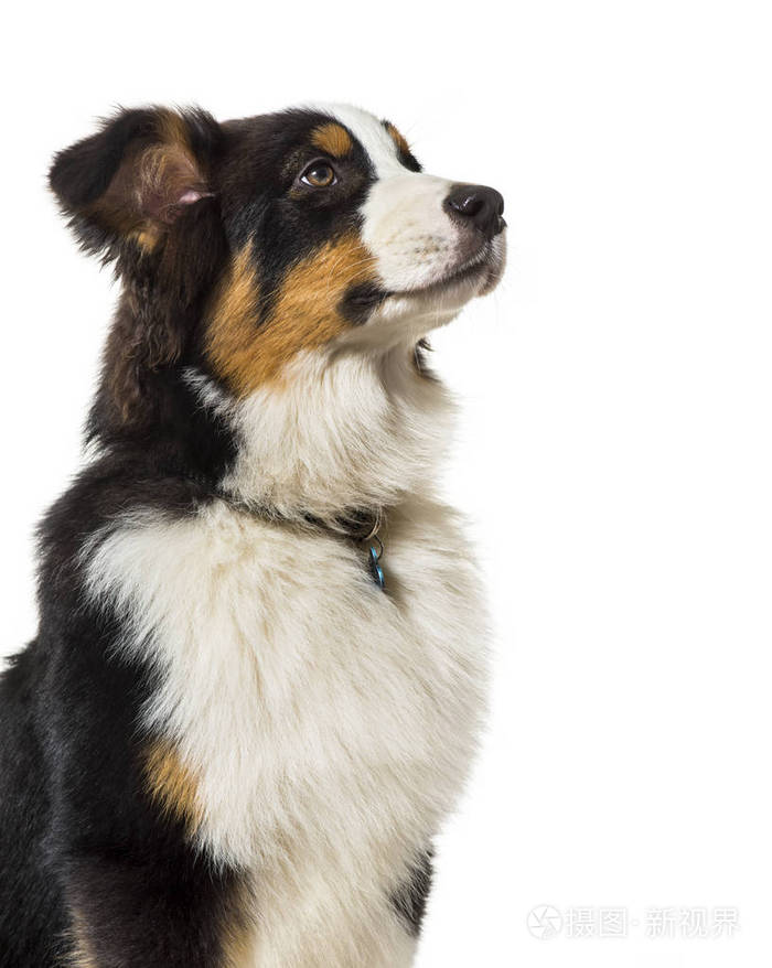 白底澳洲牧羊犬