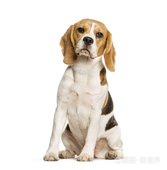 比格犬坐在白色背景下照片 正版商用图片2k7z9s 摄图新视界