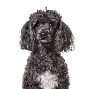 小狗在白色背景下吃美味的狗食在白色的黑色的卷毛狗卷毛花卉植物无缝