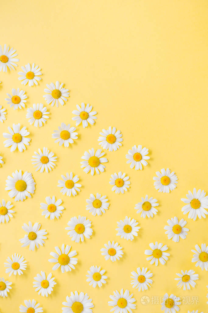 花卉构成黄色白色洋甘菊雏菊的花型背景夏天概念平面布置俯视图复制
