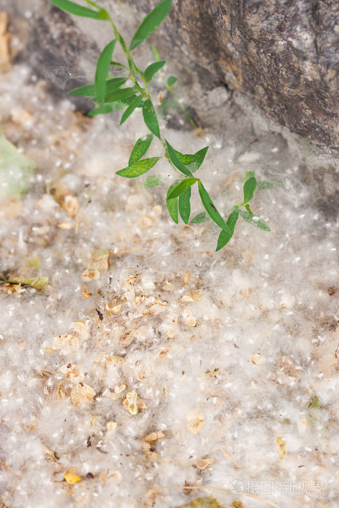 地上的杨树种子