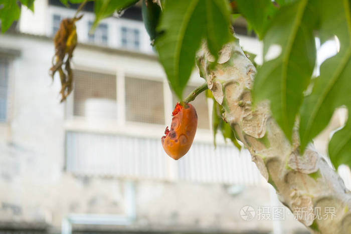 Ripe Papaya rot on the tree 