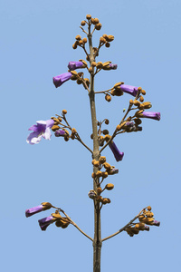 新鲜的泡桐花在蓝天的树枝上图片