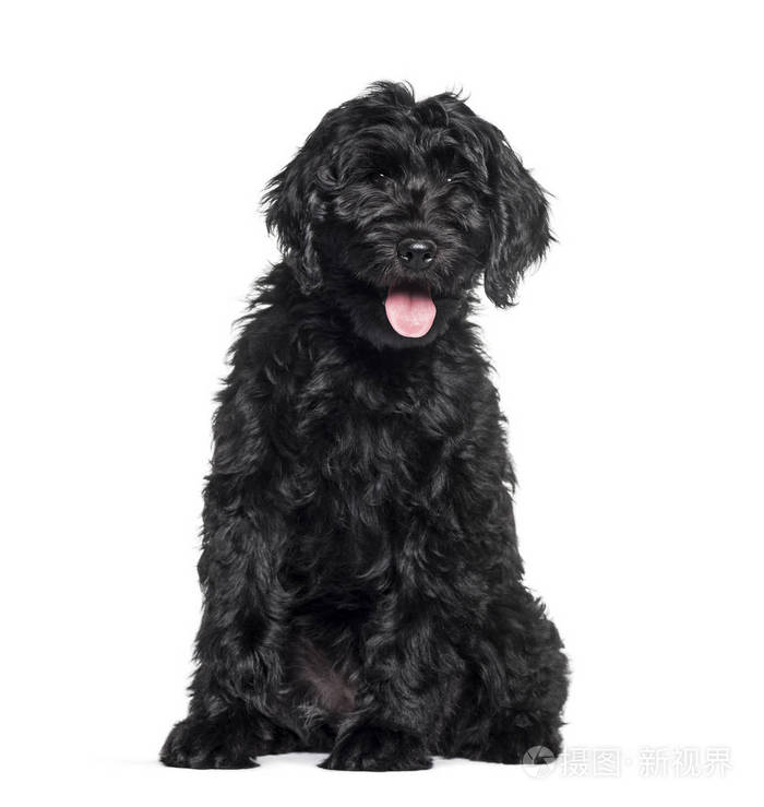白色背景下的混血拉布拉多犬
