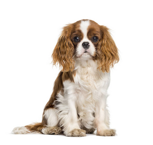 小狗骑士查尔斯国王猎犬照片