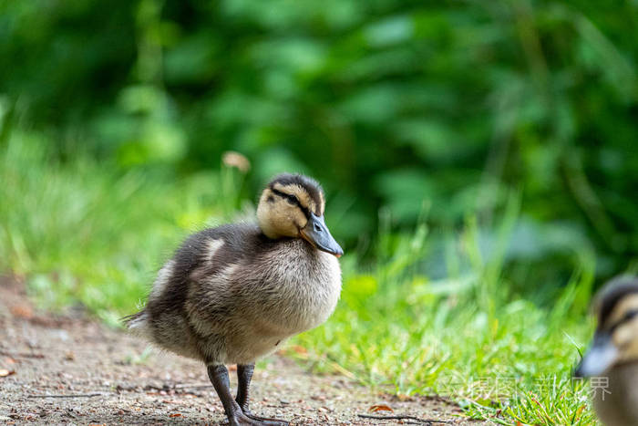 很小的野鸭鸭沿着湖边的小路散步