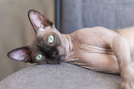 bald cat of breed the canadian sphinx with green eyes lies on a
