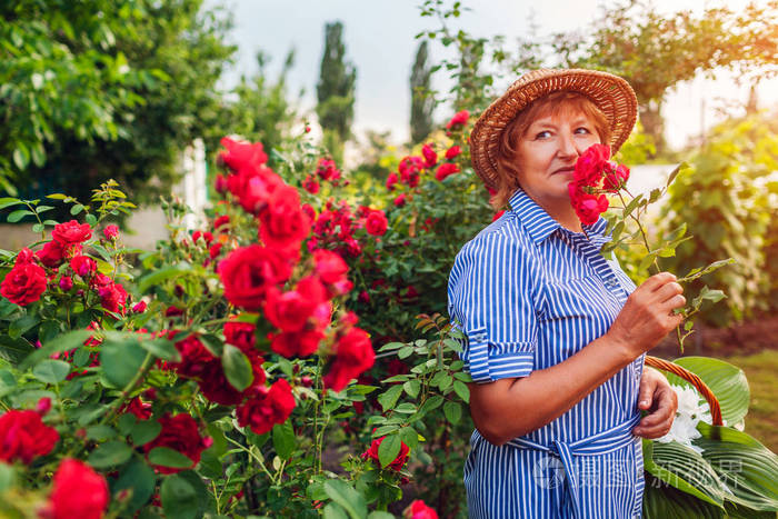 老太太在花园里采花闻着粉红色玫瑰香味的中年妇女园艺概念