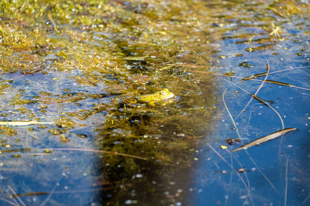 卡通图片小蝌蚪图片大全