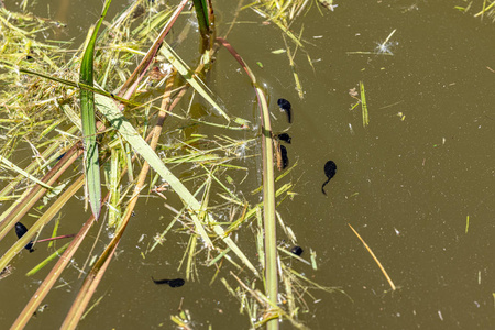 绿蛙蝌蚪在沟里吃草图片