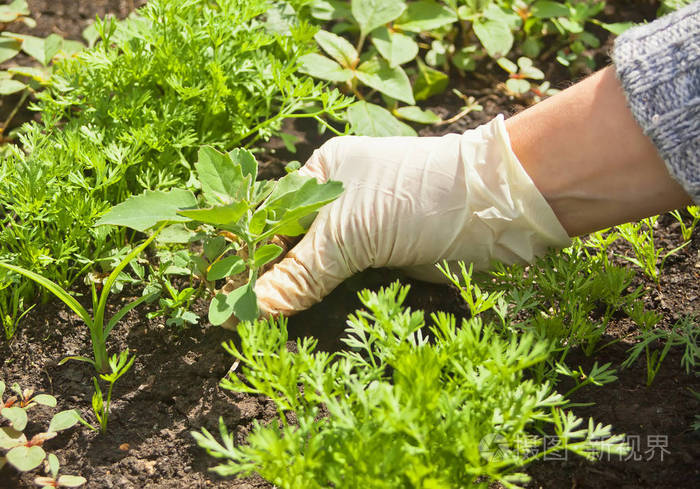 戴着手套的妇女手拿着杂草从土壤中清除的照片