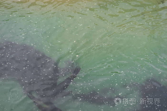 海豹 海洋 特写镜头 海岸 海滩 游泳 生物 岛屿 海的