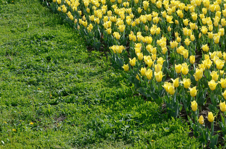 鲜艳的黄色郁金香在春天盛开照片