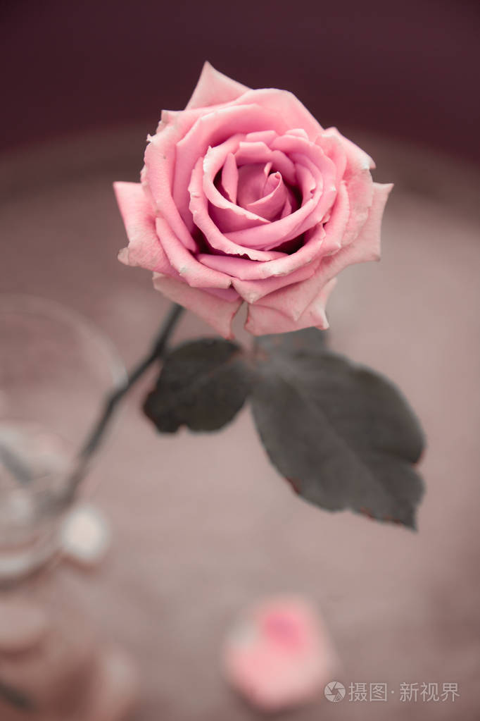 模糊的灰色背景上有一朵浅粉色的玫瑰花