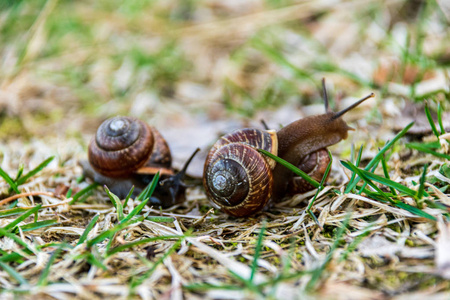 春天,蜗牛在地上第一次吃草照片