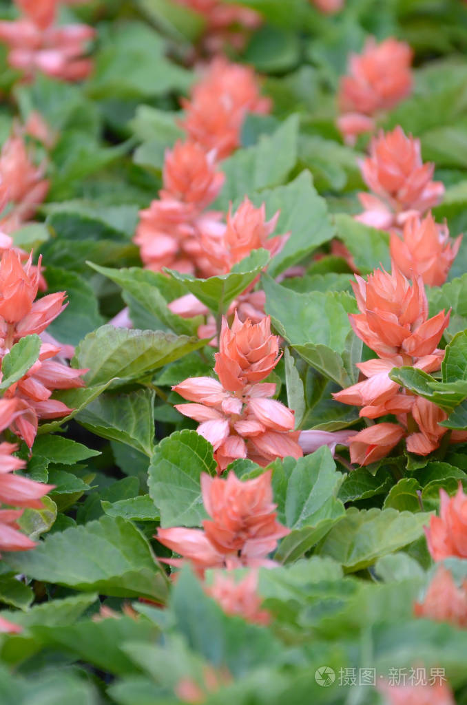红花鼠尾草盛开喜热的植物
