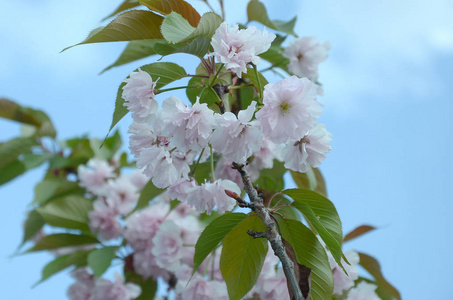 盛开季节的淡粉色樱花图片