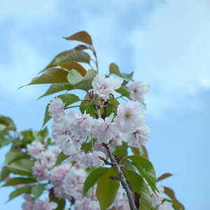 盛开季节的淡粉色樱花图片