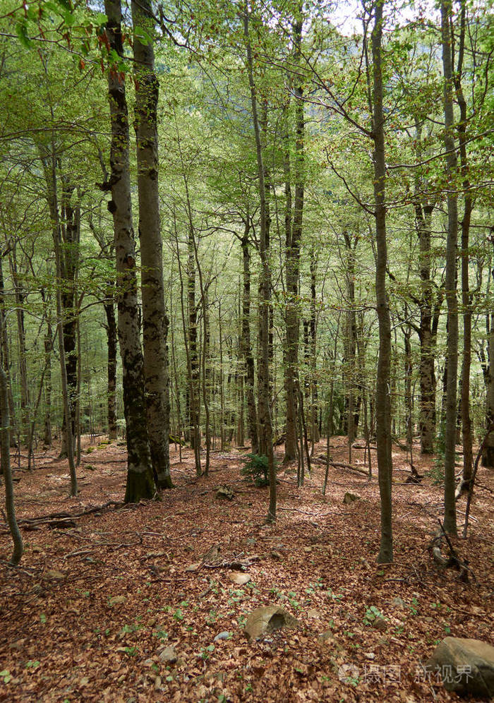 西班牙野生森林