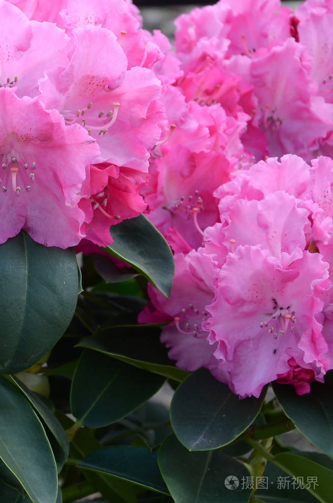 植物园里一种盛开的粉红色杜鹃花