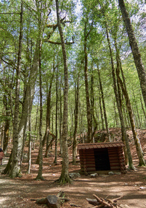 西班牙野生森林中的小木屋图片