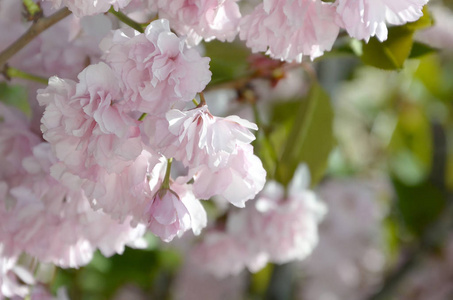 盛开季节的淡粉色樱花图片