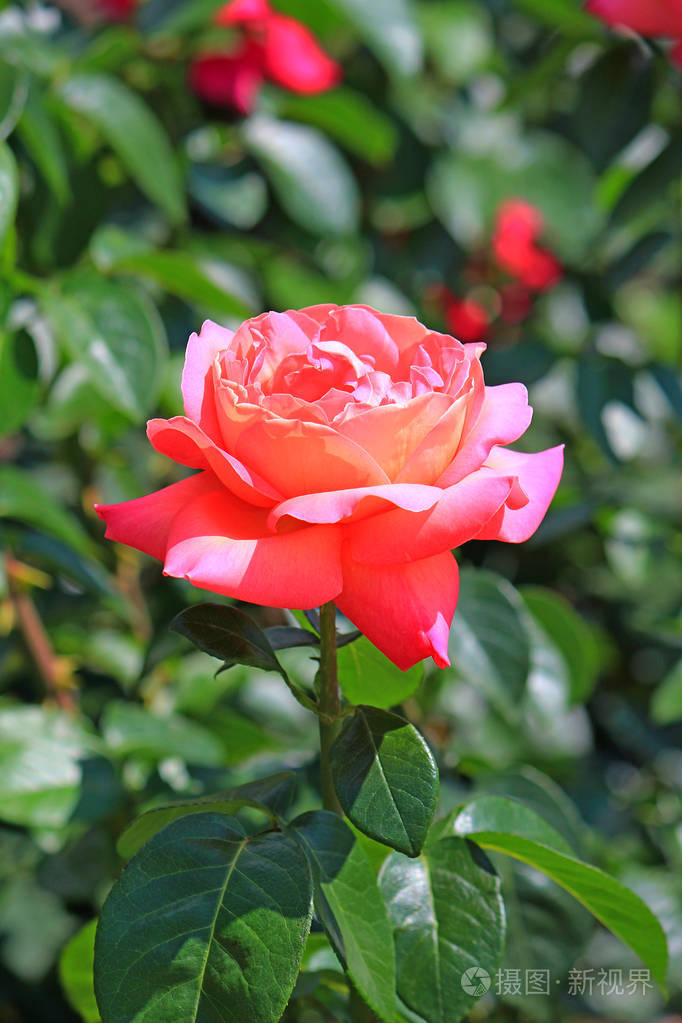 夏季公园里鲜花盛开