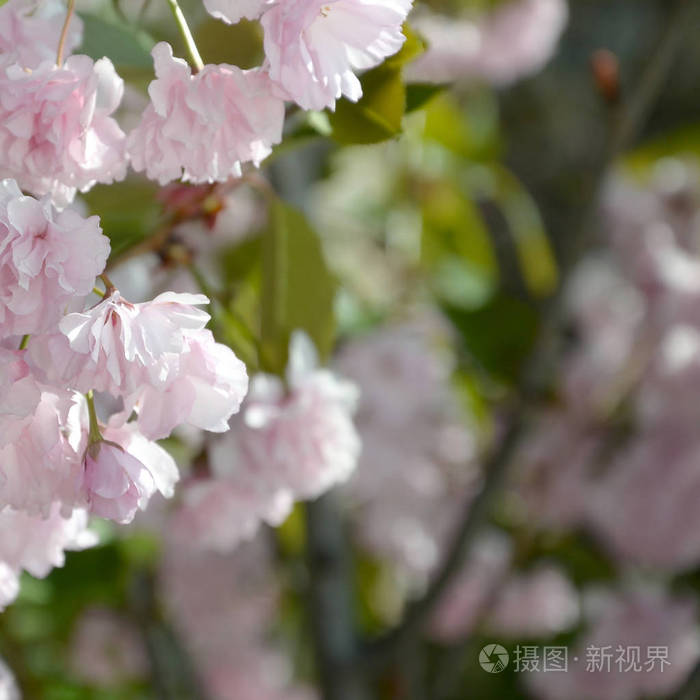 盛开季节的淡粉色樱花