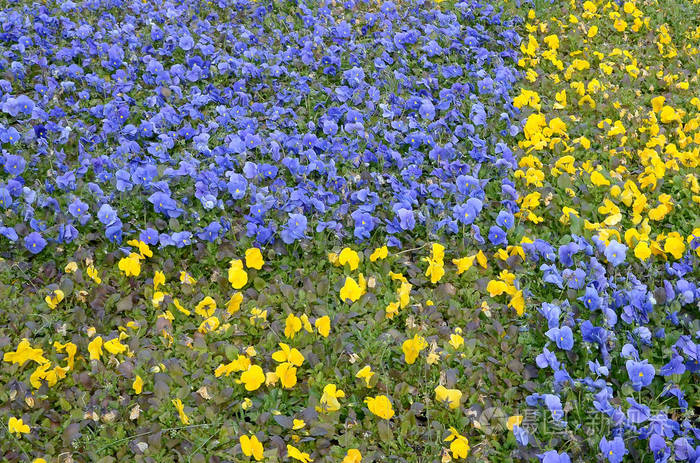 春天花园里美丽的紫罗兰和黄花三色堇