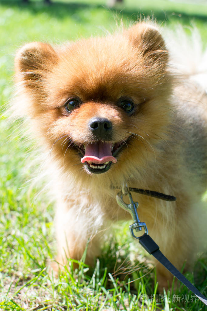 草地上的毛茸茸的小狗jpg