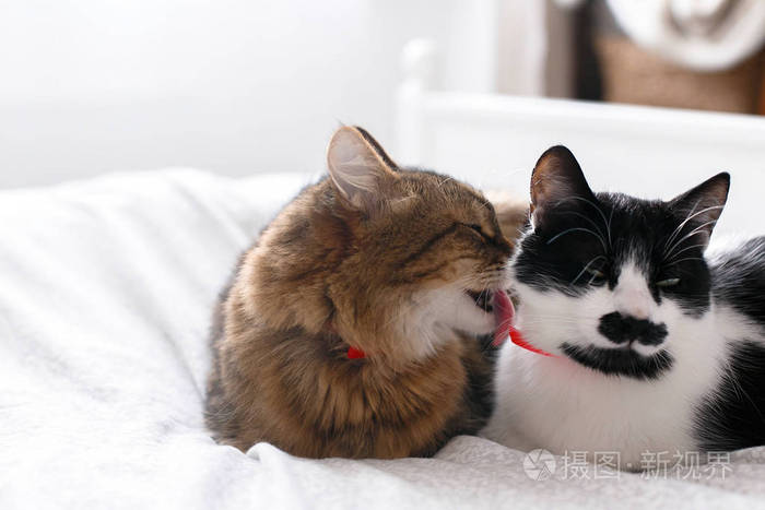 两只可爱的猫在阳光明媚的时尚房间的白色床上梳洗缅因州