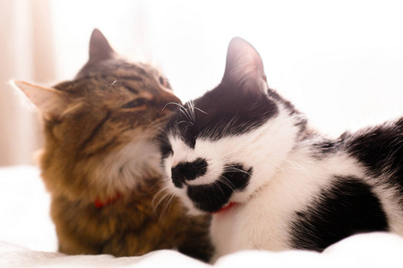 缅因州的库恩舔和清洁他的有趣的朋友猫耳朵,西蒂照片