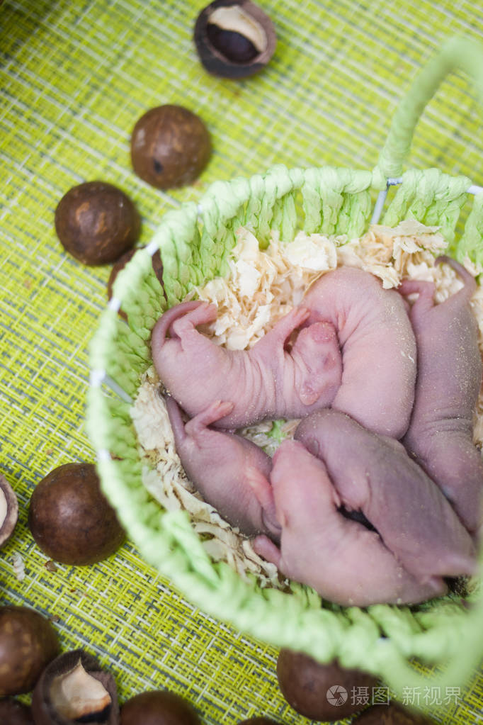 出生的概念小白鼠正在睡觉