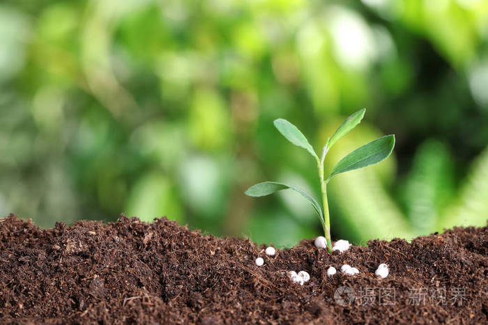 在模糊背景下的土壤上种植新鲜植物和肥料空间为文本园艺时间