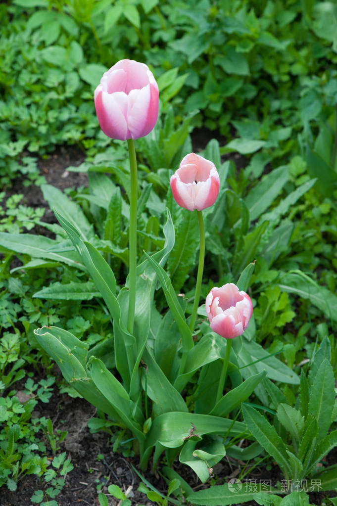 三朵美丽的紫色郁金香
