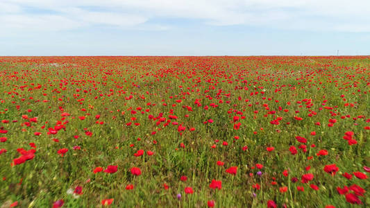 红花绿草文字图片